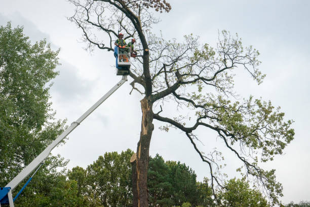 Nowata, OK  Tree Services Company